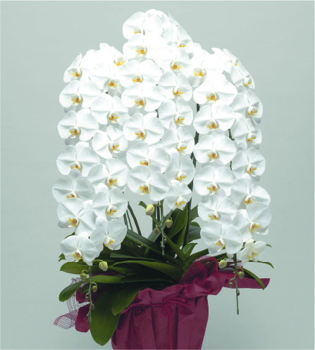 3本立　スペシャル（ホワイト）