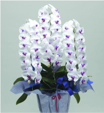 3本立　レギュラー（赤リップ）