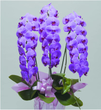 3本立　レギュラー（ピンク）