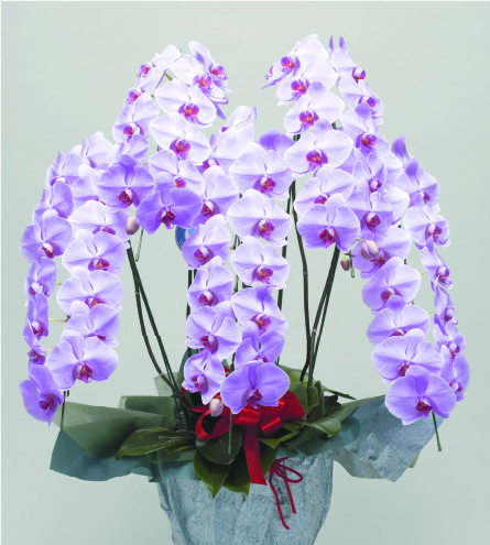 5本立　スペシャル（ピンク）