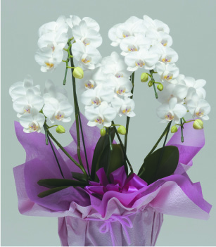 ミディ5本立　（ホワイト）