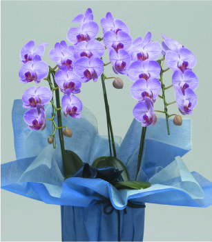 ミディ3本立　（ピンク）