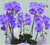 ミディ5本立（ピンク）