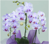 ミディ3本立（赤リップ）